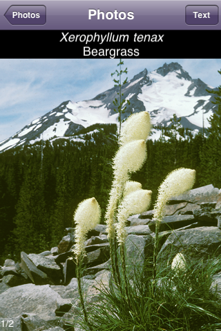 Northwest Mountain Wildflowers Sampler screenshot 2