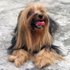Yorkshire Terrier Game - The Memory game for Yo...
