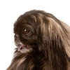 Pekes - Pekingese Dog Fun