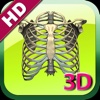3D Human Skeleton Rib HD