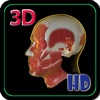 3D Human Head Muscle HD