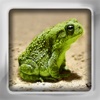 Frog Flip: Flashcards of Frogs & Salamanders