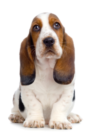 Basset Hounds - Hound Dog Fun screenshot 4