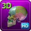 3D Medical Human Skeleton Skull HD