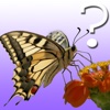 Butterfly Quiz for iPad