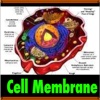 The Miracle in the Cell Membrane ( It all deals...