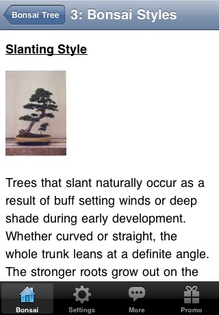 Bonsai Tree - The Art of Growing Bonsai Trees