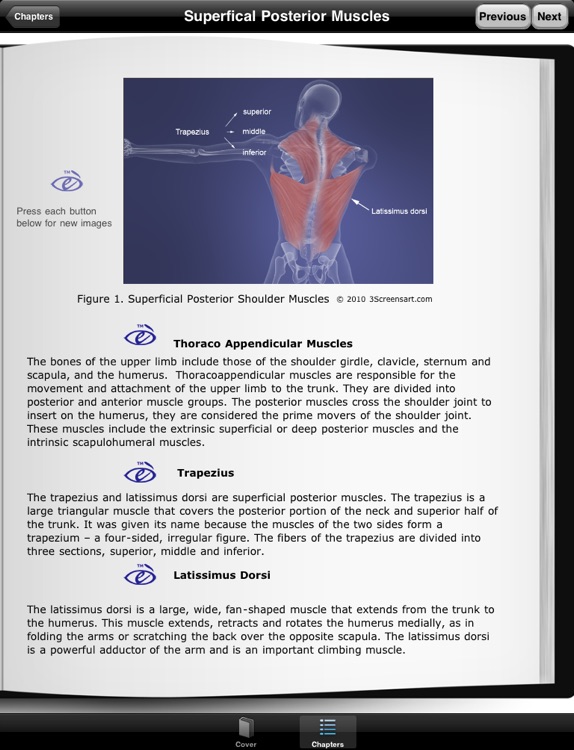 myShoulder Muscles