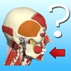 Anatomy Head & Neck Quiz