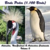 Birds Pedia Vol2 (Australia, New Zealand & Antarctica)