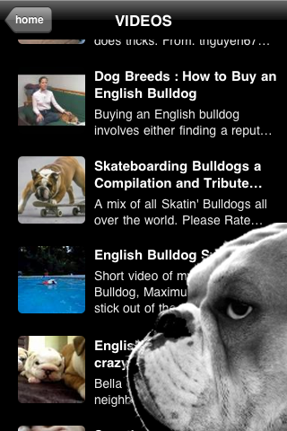 Bullies - English Bulldog Fun screenshot 4