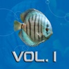 Unterwasserwelten Videos - Vol. 1