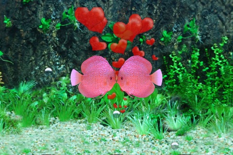 A Pair Of Kissing Fish－疯狂亲嘴鱼 免费