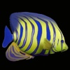 AquaMunch