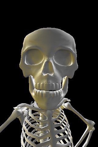 Skeleton 3D Bobblehead