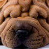 Shar Peis - Chinese Wrinkle Dogs