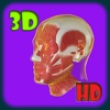 3D Medical Human Head Muscle HD
