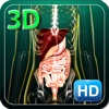 3D Medical Human Digestive Pro