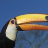 Iguassu Birds