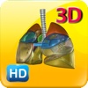 3D Human Lungs HD