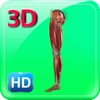 3D Human Leg Muscle HD
