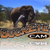 BuckEye Cam App