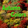 Autumn Color