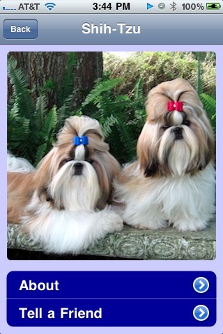 Best Dog Breeds - Hypoallergenic screenshot 3