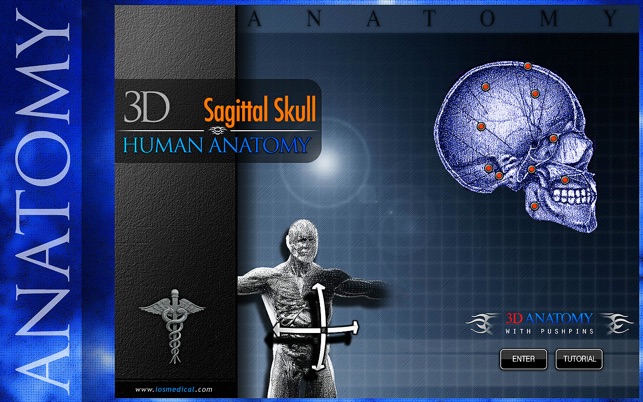 Sagittal Skull 3D(圖3)-速報App