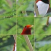 Birds of Paradise Puzzle