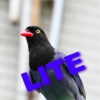 Blue Magpie Lite