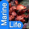 Marine Life Aa