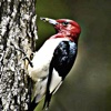 Woodpeckers - Bird Watchers Sound Guide