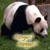 Danger Danger! A fun memory game with endangered animals.