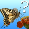 Butterfly Quiz