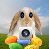 Easter Bunny Camera Prank