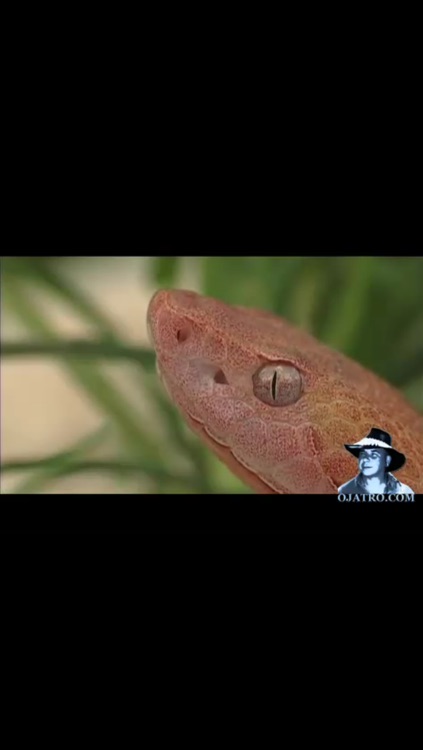 Florida Poisonous Snakes screenshot-3