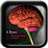 A Brain Anatomy 3D Organ vi