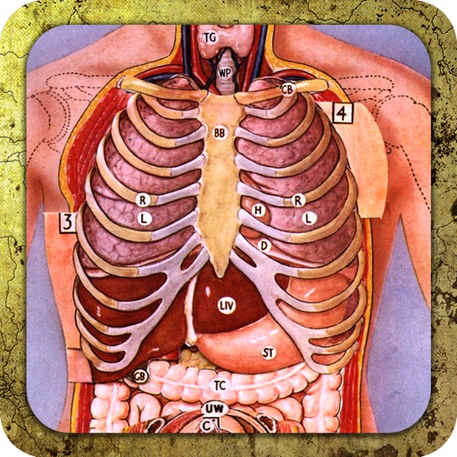 Inner Body Anatomy icon
