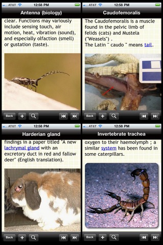 Animal Anatomy screenshot 2