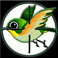 Bang Bang Bird