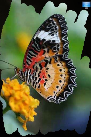 Pretty Butterfly Pictures screenshot 4