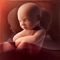 Now available for iPad, 3D Baby Pregnancy Tracker & Calendar gives you an amazing 3D and 360 view of baby in utero week by week