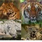 Wild cat wallpapers