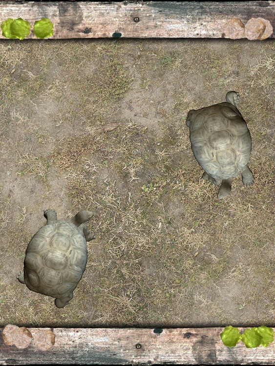 Pet Tortoise