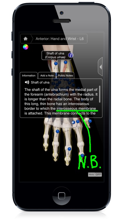 Hand & Wrist Pro III with Animations - iPhone Edition