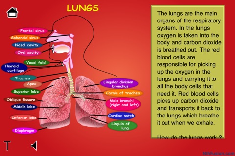 Body Organs 4 Kids - for iPhone and iPod Touch devices screenshot 4