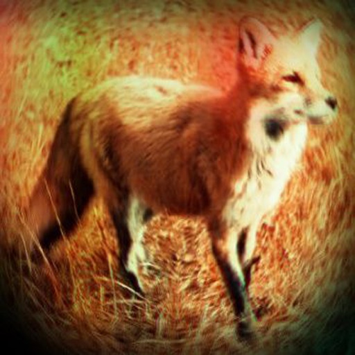 Fox 's - Real Sounds From Nature