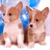 Welsh Corgi Wallpaper HD