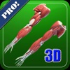 3D Human Upper Limb Muscle Pro